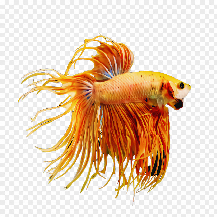 Tail Fish PNG