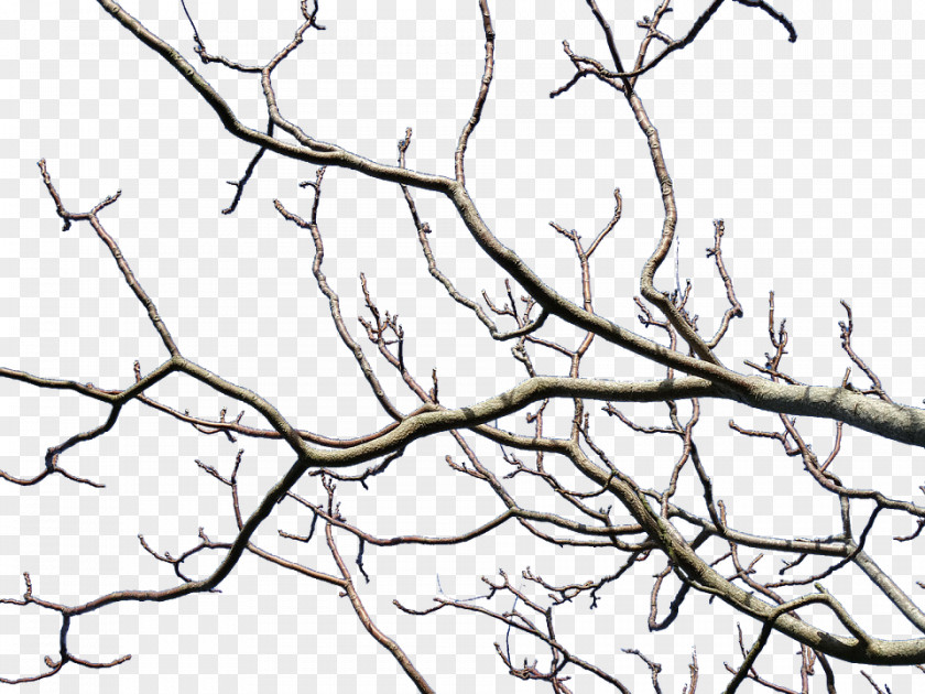 Tree Twig Branch Pruning Leaf PNG