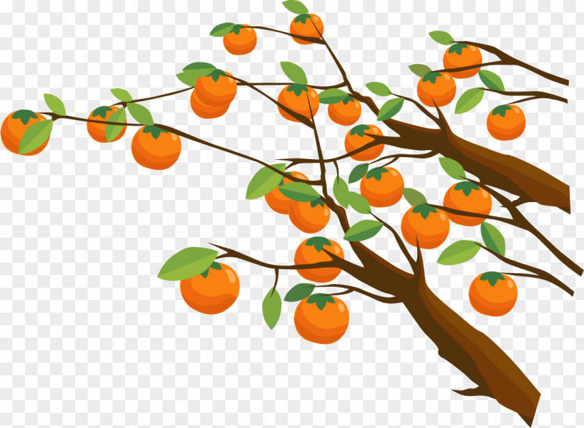 Vector Painted Persimmon Tree Euclidean PNG