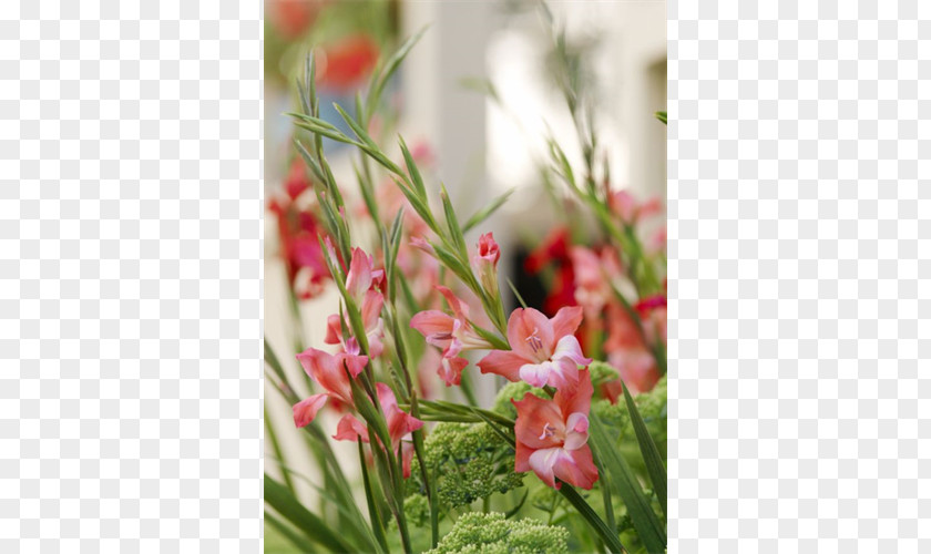 Flower Floral Design Cut Flowers Robinetta Lilium PNG