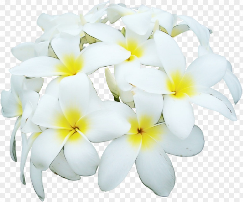 Flowering Plant Yellow Flower White Petal Frangipani PNG