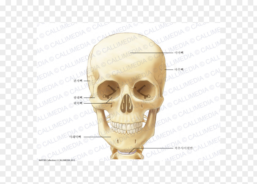 Huesos De La Mano Neck Bone Anatomy Head Ligament PNG