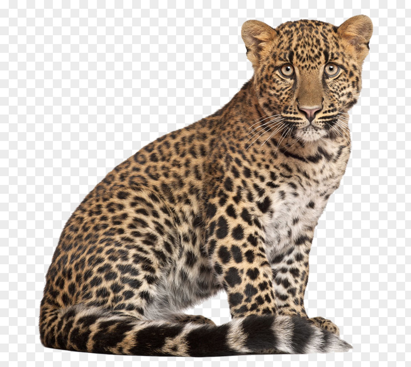 Leopard Lion Tiger Jaguar Cougar Cheetah PNG