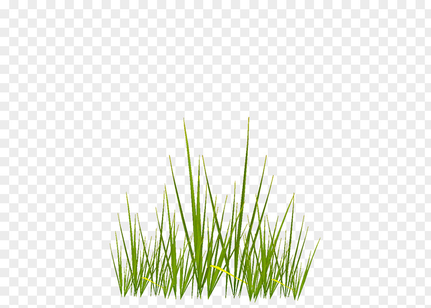 Watercolor Grass Texture Mapping 3D Computer Graphics PNG