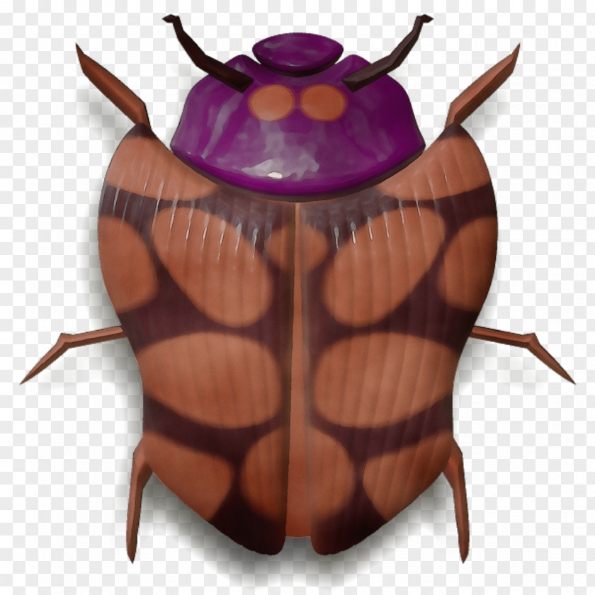Beetle Insect PNG
