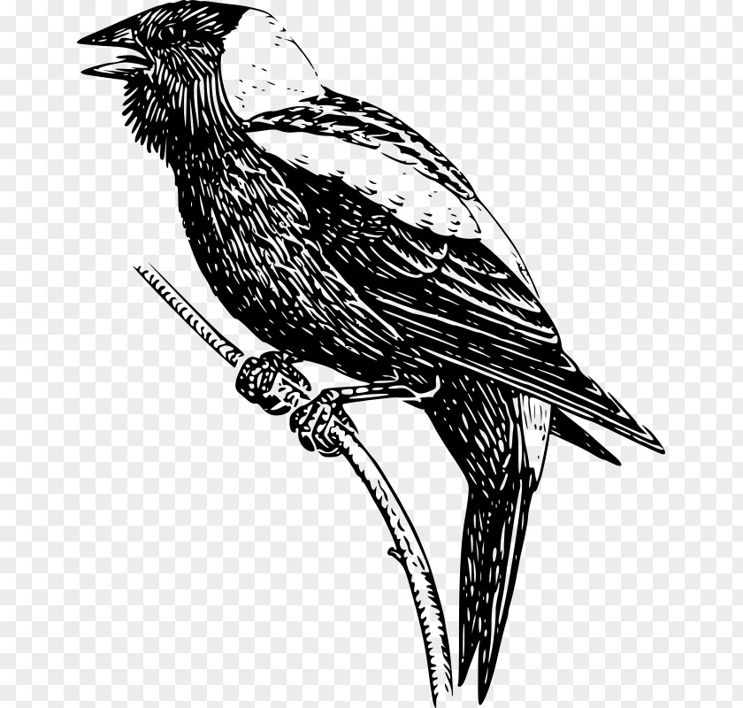 Bobolink Clip Art PNG