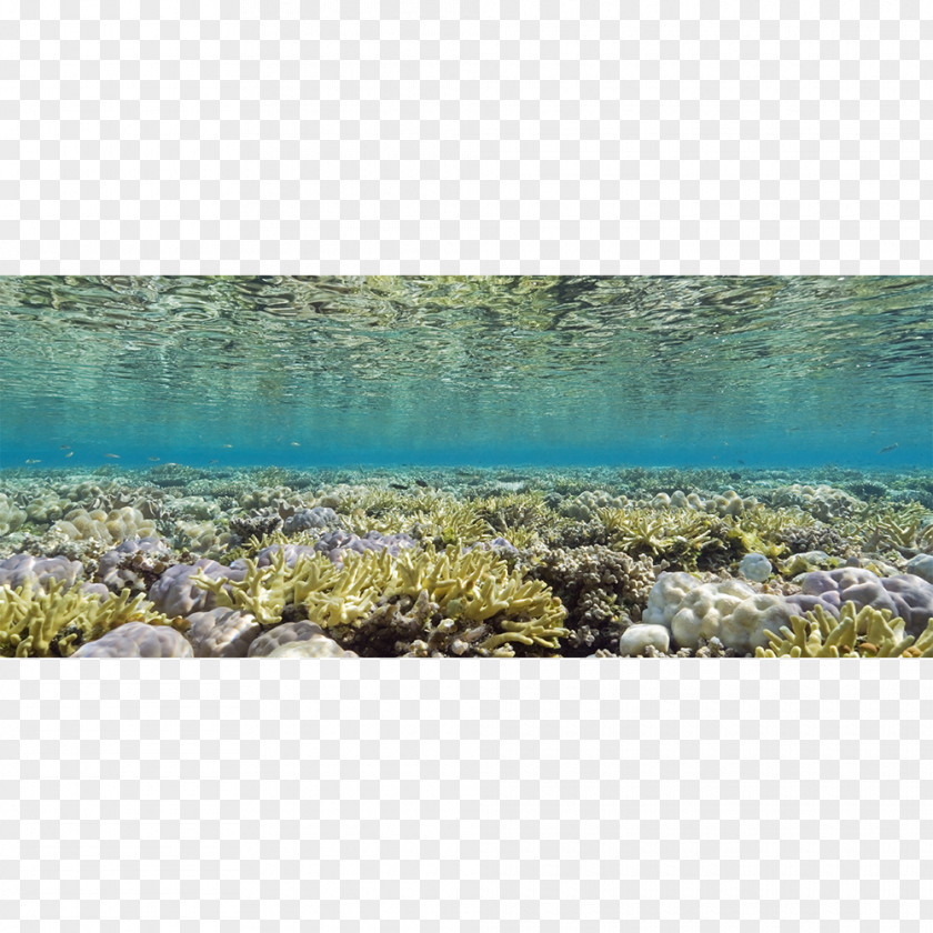 Coral Sea Seascape Underwater Natural Light Glen Cowans PNG