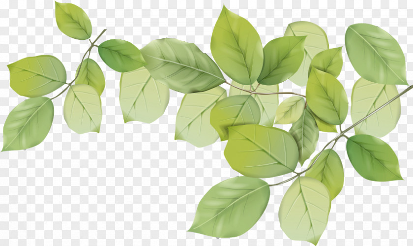 Leaf Plant Stem Petal PNG