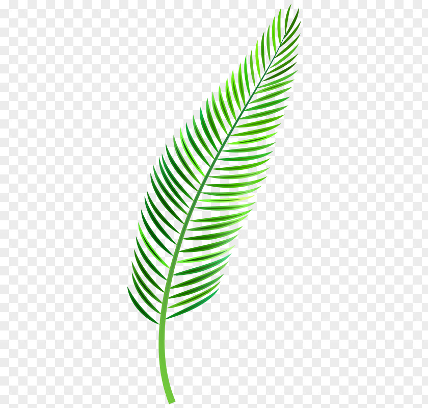 Palm Leaf Clip Art Trees Image PNG
