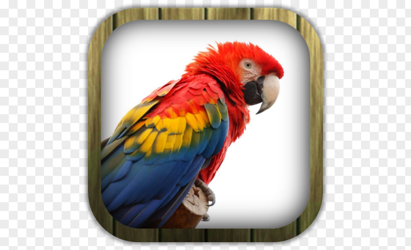 Parrot Bird Scarlet Macaw Blue-and-yellow Budgerigar PNG
