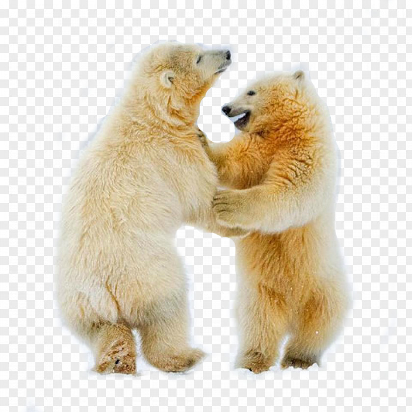 Polar Bear Cubs Arctic Fox Dance PNG