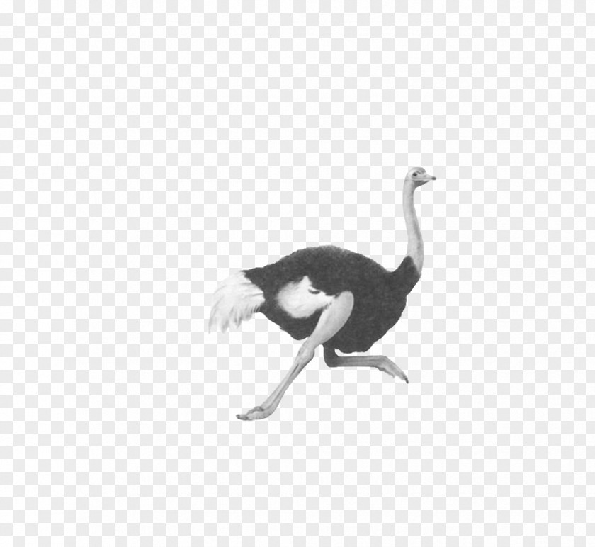 Running Ostrich Common Flightless Bird Duck Domestic Goose PNG