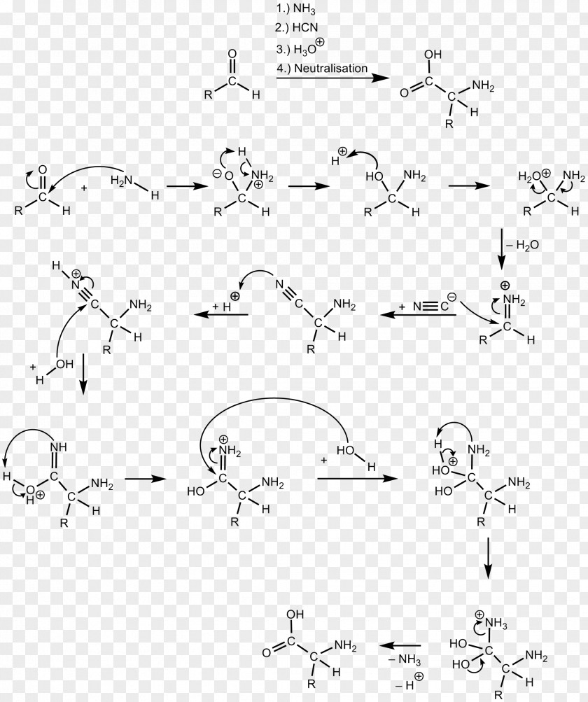 Strecker Amino Acid Synthesis Chemical Cyanide Reaction Hydrolysis PNG