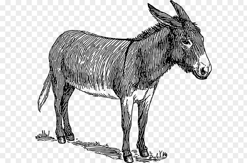 Exhausted Cyclist Drawing Donkey Sketch PNG