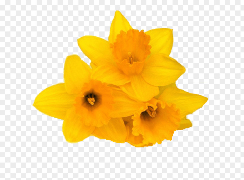 Flower Daffodil IMessage Sticker Petal PNG