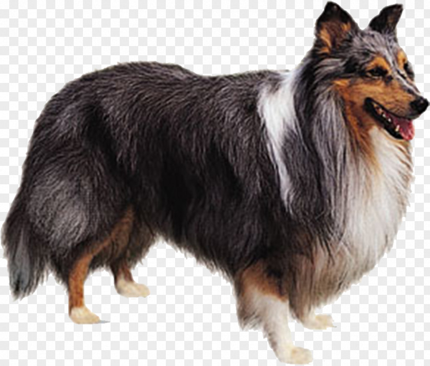 Grey Dog Rough Collie Shetland Sheepdog Icelandic Scotch Beagle PNG