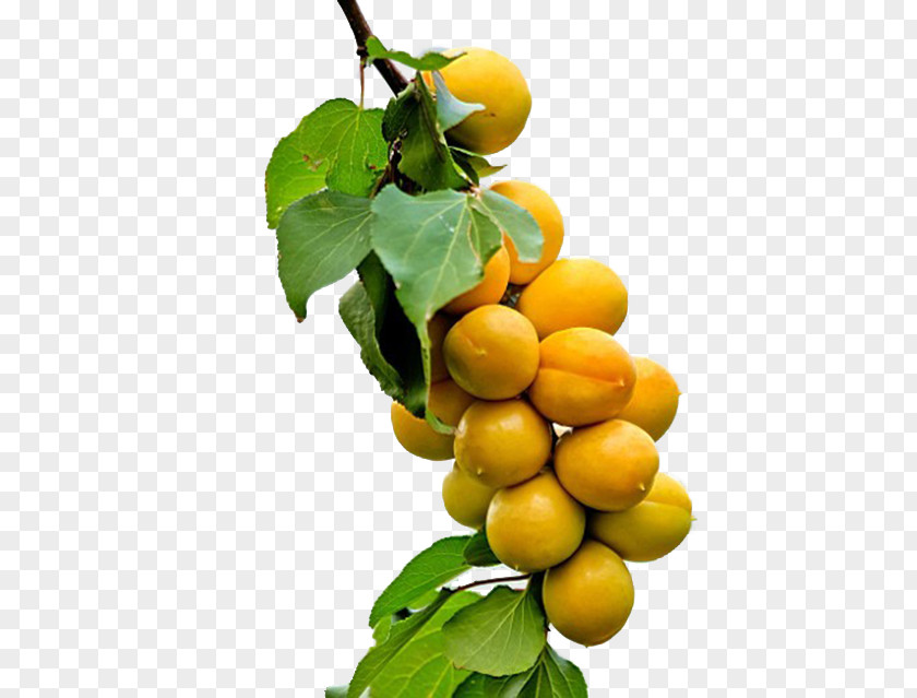 Mature Apricots Fruit Tree Seed Apricot PNG