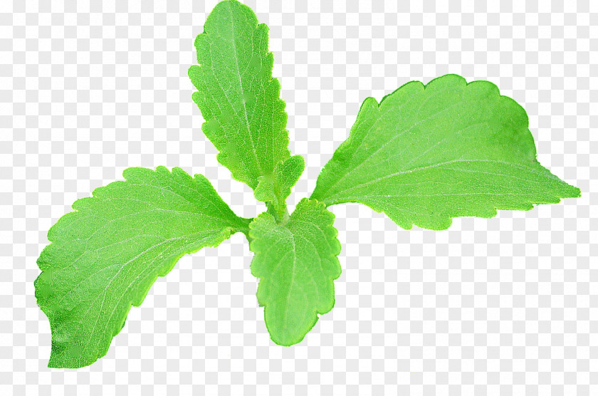 Real Leaf Stevia Plant Stem Extract Erythritol PNG