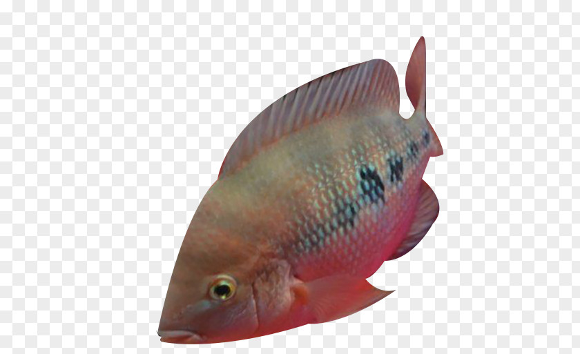The Point Of Ocean Fish Tilapia PNG