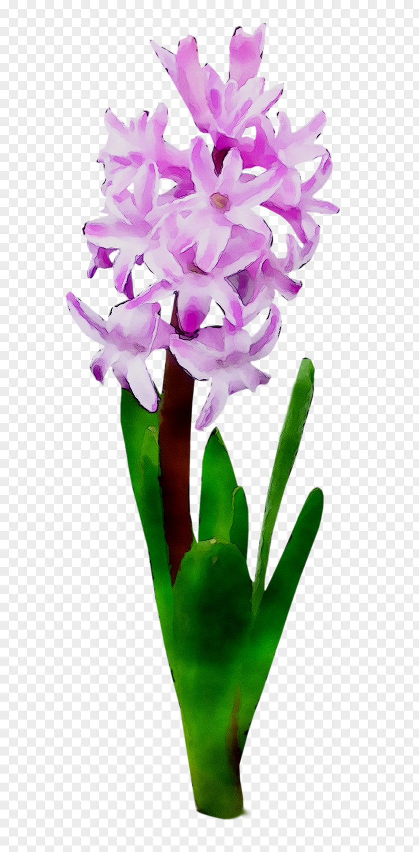 Cattleya Orchids Cut Flowers Plant Stem Herbaceous Purple PNG