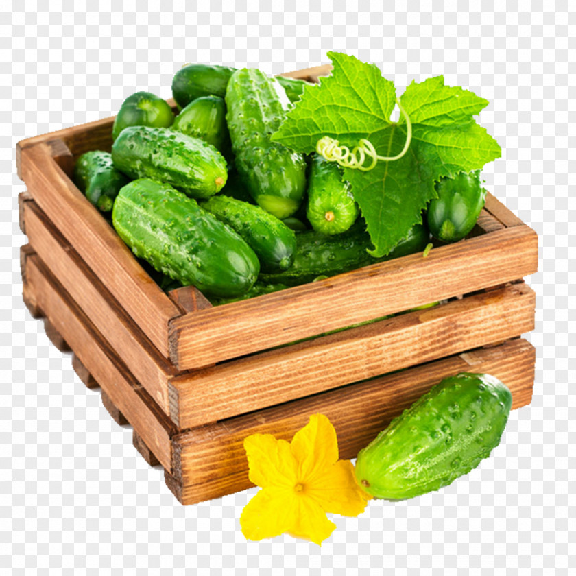 Cucumber Flower Leaf Wood Stock Photography PNG