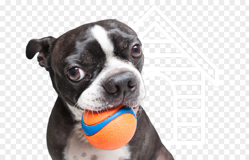 Dog Playing Boston Terrier Pet Sitting Companion Breed Cat PNG
