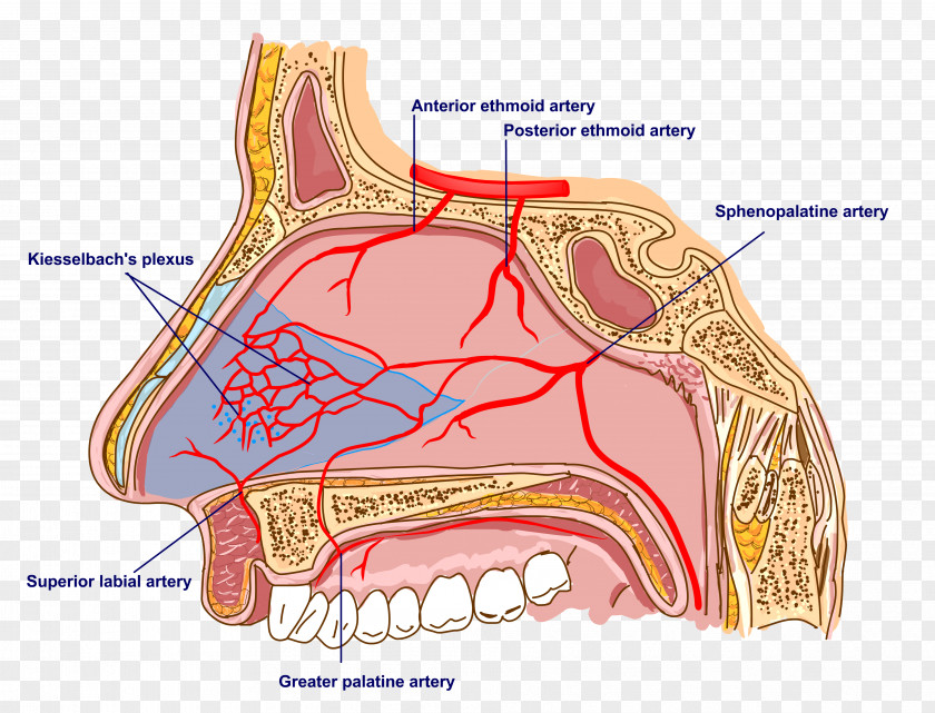 Nose Nerve Sphenopalatine Artery Anatomy Of The Human PNG
