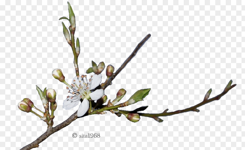 Sita Spring Bud Plant Stem Drawing Web Page PNG