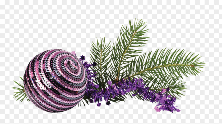 Spiral Pine Christmas Day PNG