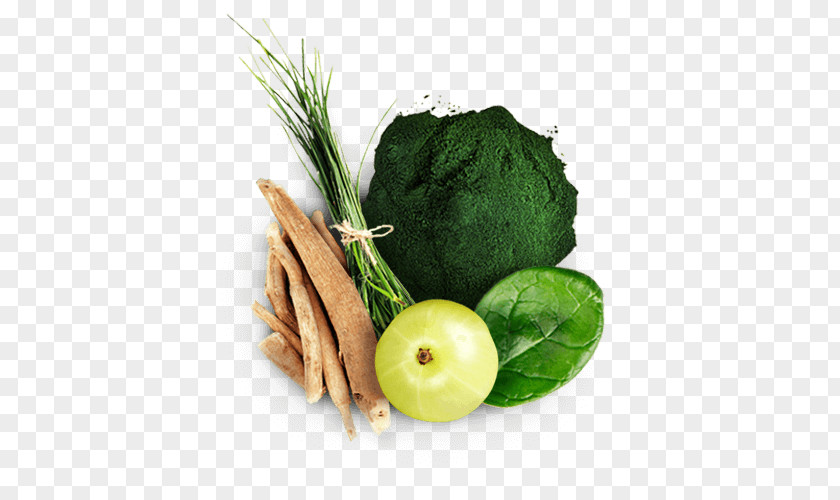 Barley Grass Leaf Vegetable Vegetarian Cuisine Diet Food Superfood PNG