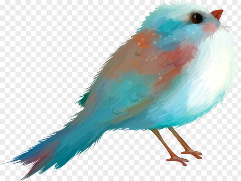 Bird Blue Drawing Turquoise PNG
