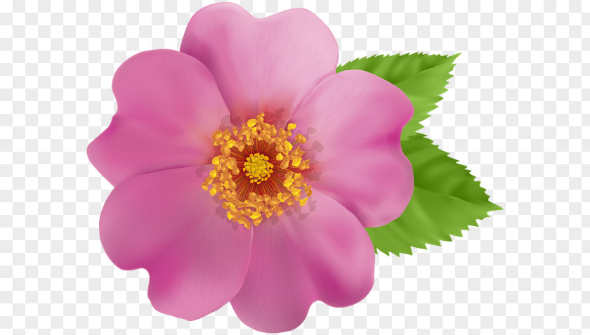 Rose Desktop Wallpaper Clip Art PNG