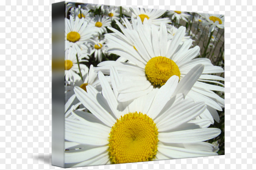 Chrysanthemum Common Daisy Family Oxeye Flora PNG