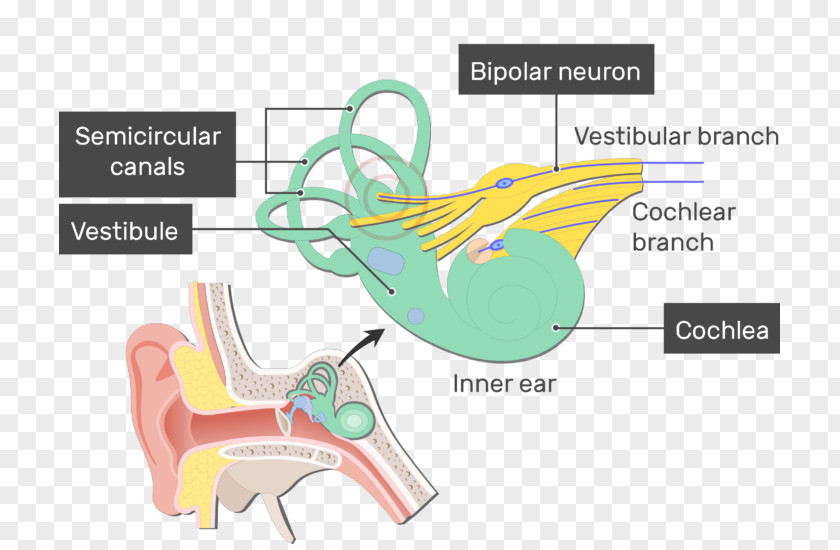 Ear Vestibule Of The Cochlea Bipolar Neuron Vestibular System PNG