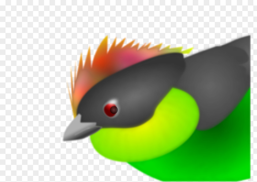Finch Download PNG