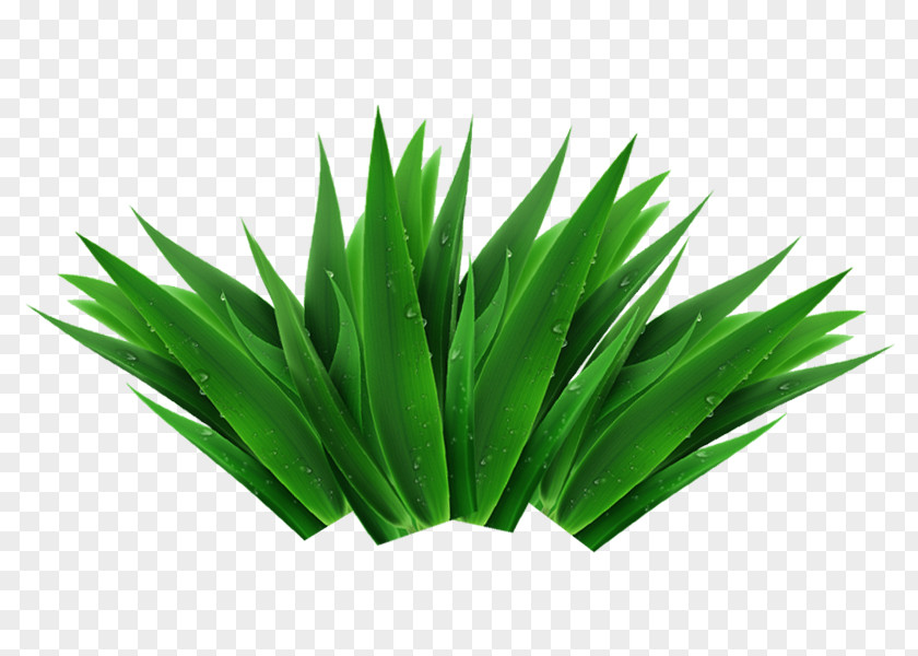 Grass Download Computer File PNG