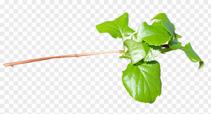 Leaf Vegetable Chard Plant Stem PNG