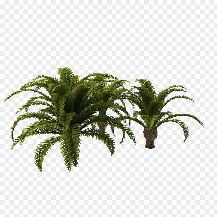 Long Palm Tree Clipart Arecaceae Vascular Plant Clip Art PNG