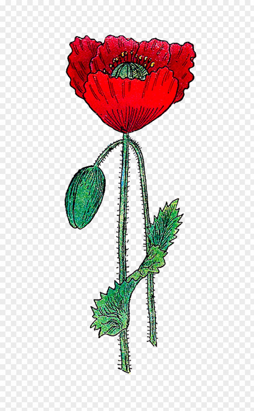 Poppy Remembrance Common Clip Art PNG