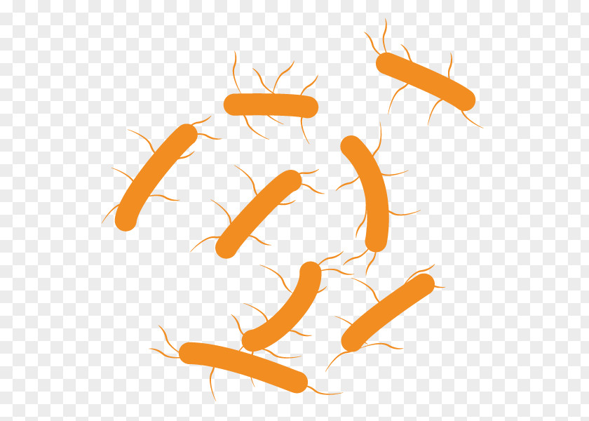 Bacteria Microbiology E. Coli Electronic Cigarette Aerosol And Liquid Clip Art PNG