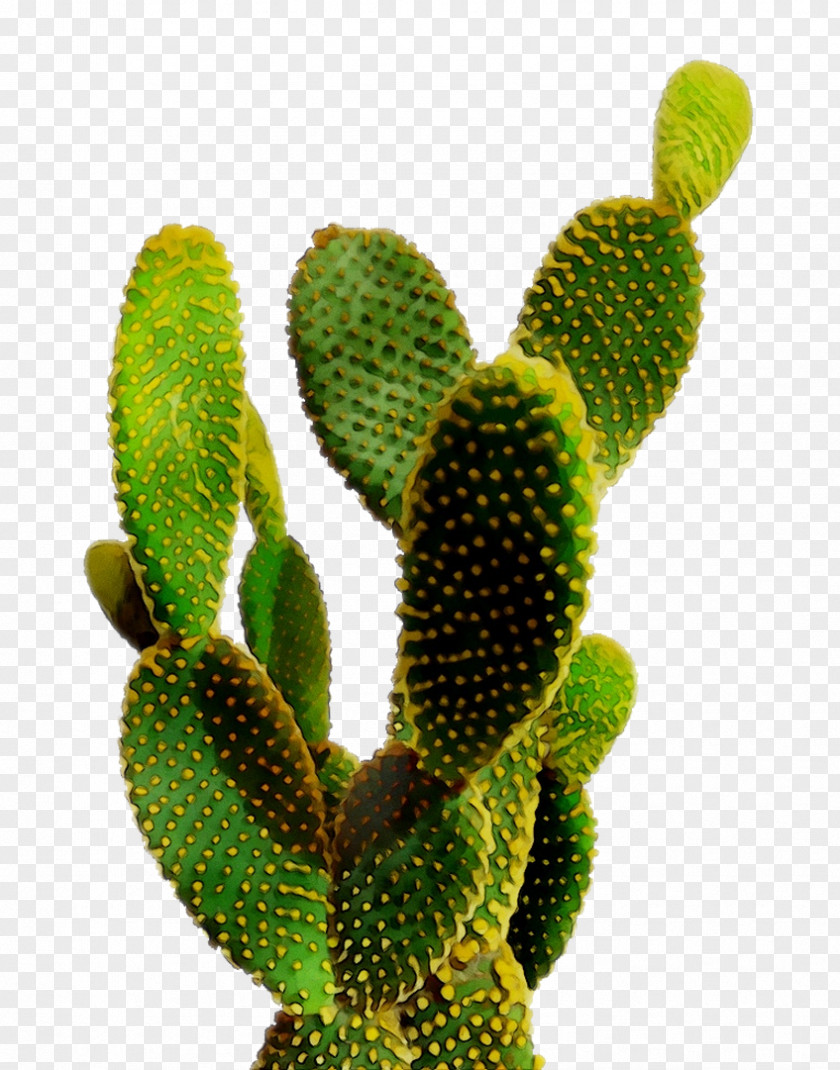 Cactus Prickly Pear Succulent Plant Poster Image PNG