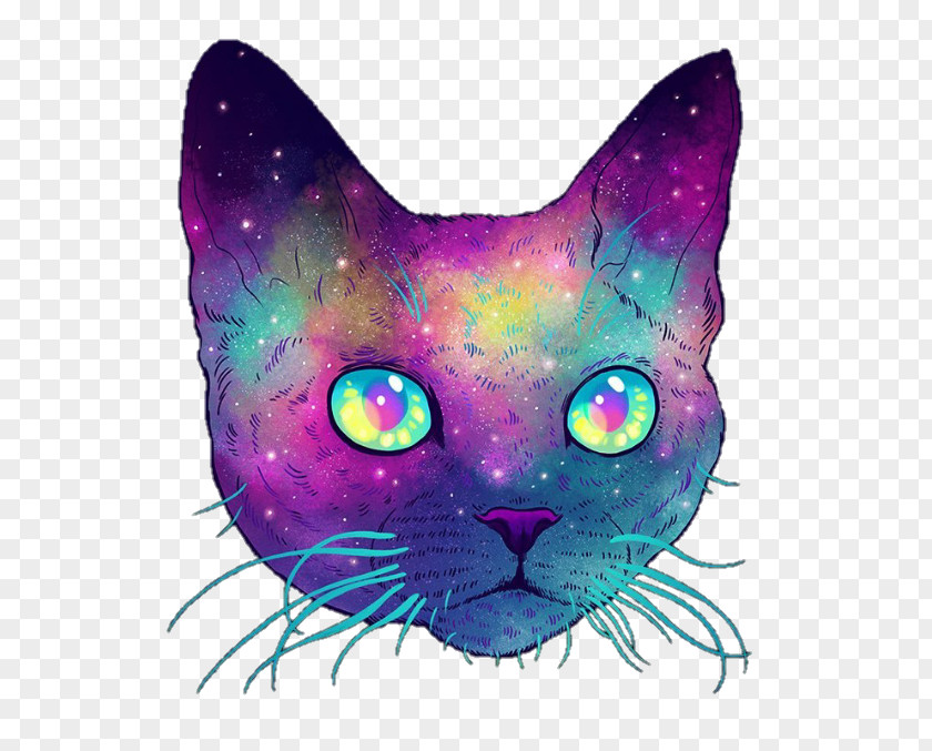 Cat Whiskers Illustrator Kitten PNG