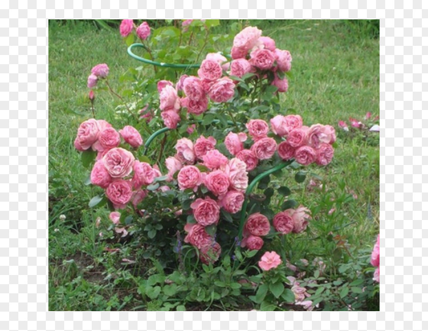 Floribunda Garden Roses Cabbage Rose China French PNG
