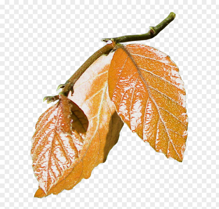 Leaf Tree Plant Woody Beech PNG