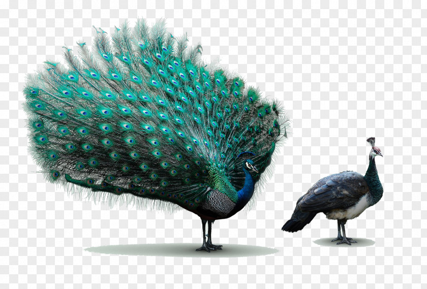 Peacock Advertising Agency Art Director Young & Rubicam Idea PNG
