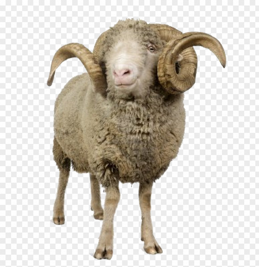 Sheep PNG clipart PNG
