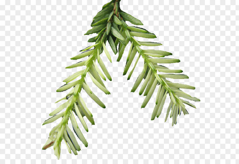 Xmas Evergreen Branches Spruce Pine Family Plant Stem Twig PNG