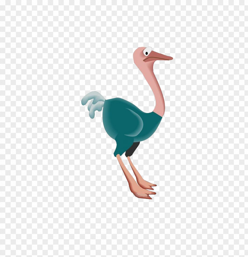 Cartoon Ostrich Letter Common Bird Alphabet Word PNG