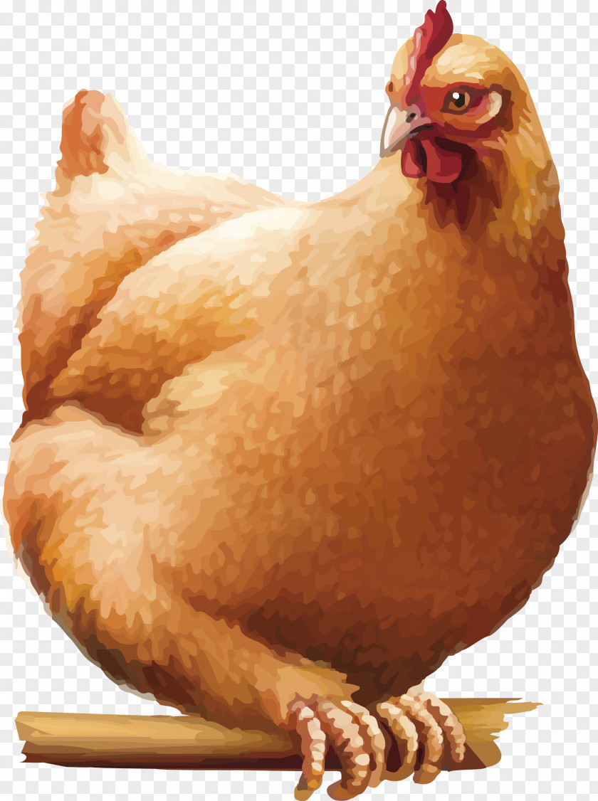 Chicken Rooster Cartoon PNG