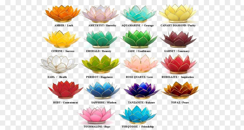 Lotus Nelumbo Nucifera Color Symbolism Flower Plant PNG
